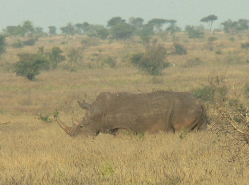 JAR 187_nos.JPG - Krociho nejoblíbenější zvíře, na které se těšil celý den - Nosorožec.